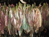 Tobacco Farm16.jpg